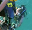 diving adriatic sea sarp antropoti4 800x